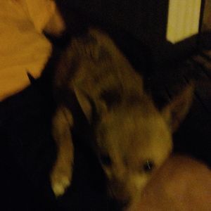 Meet your Posher, Tami